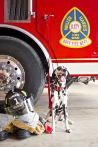 KM_F_14_Katy Dalmatian_Katy with firefighter gear 2_photo by Kristofor Rodriguez