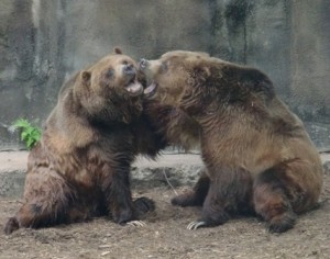 4-15 bears zoo