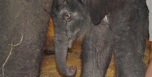 5-14 blog baby elephant