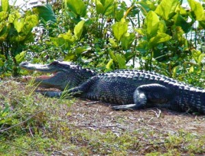 7-14 AmericanAlligator2