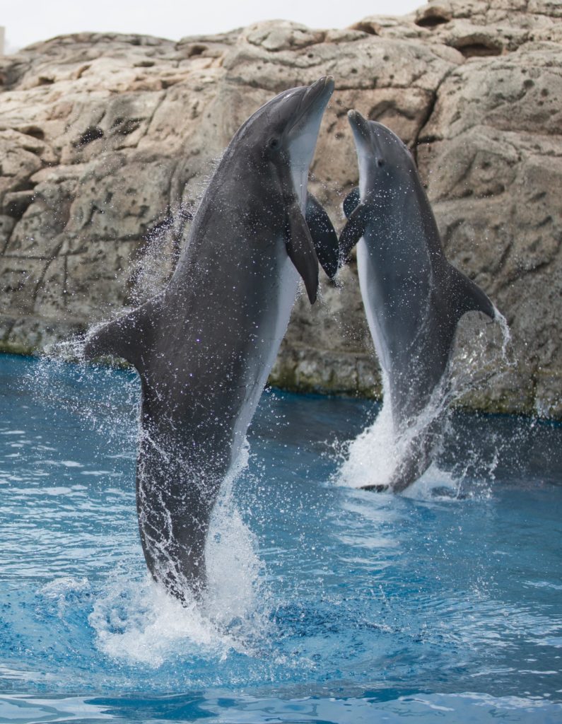 KM_Feb March_17_Texas State Aquarium Katy Texas