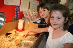 5-11 pattison chickens